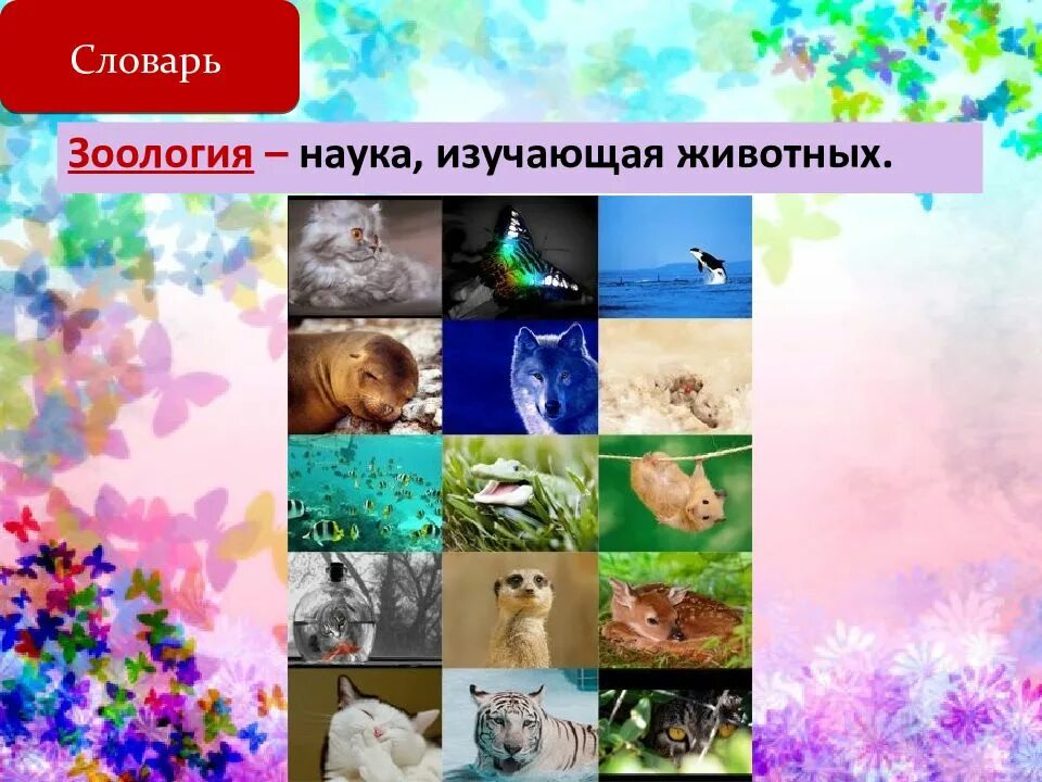 Наука изучающая разнообразие животных. Зоология это наука изучающая. царство животных науки. как называется наука которая изучает животных. царство животных 5 класс биология презентация.