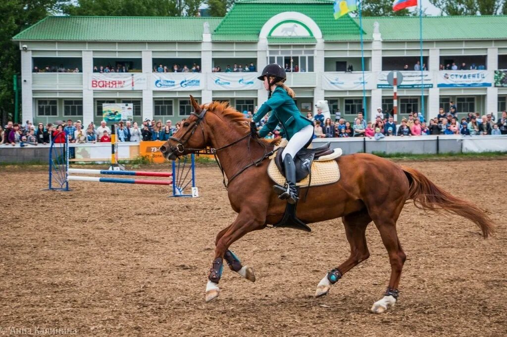 Ипподром киров. Павлюхина ипподром. Ипподром пермь. Орловский жеребец повелитель хан. Фотобус киров.