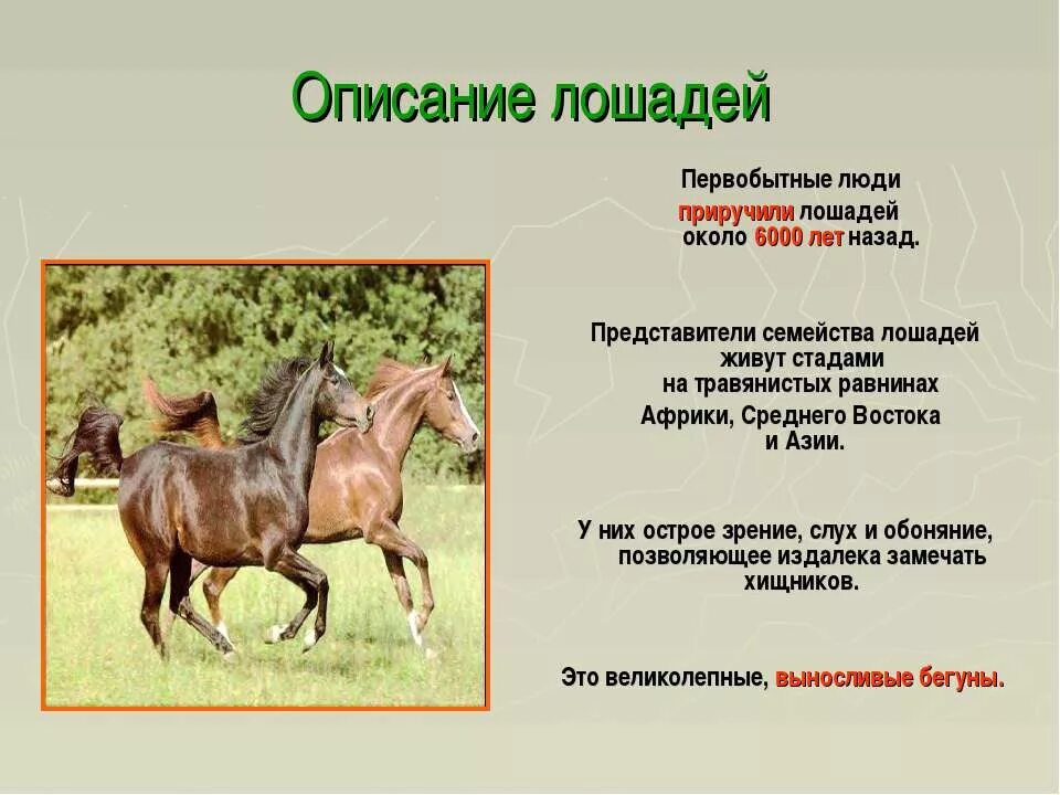 Лошадь доклад 3 класс. Сообщение о лошади. Семейство Лошадиные представители. Факты о лошадях. Доклад про лошадь.