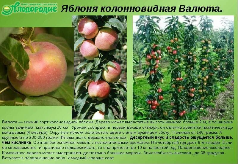 Яблоня каскад описание сорта. Колоновидная яблоня сорт медок. колоновидная яблоня медунок.