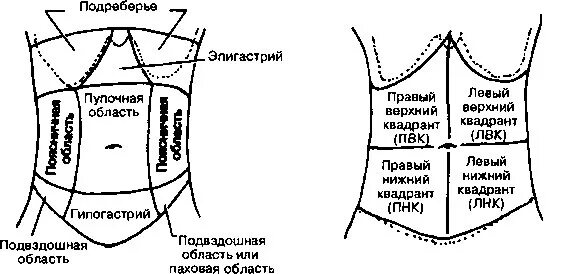 Надчревная область живота органы. Области живота топографическая анатомия. Области живота анатомия схема на латинском. Зоны передней брюшной стенки схема.