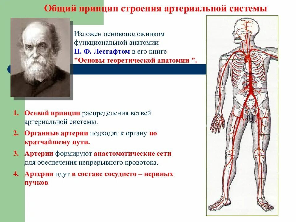 Артериальная система человека анатомия. Система артерий человека анатомия. Артериальная система анатомия кратко. Закономерности строения артериальной системы.
