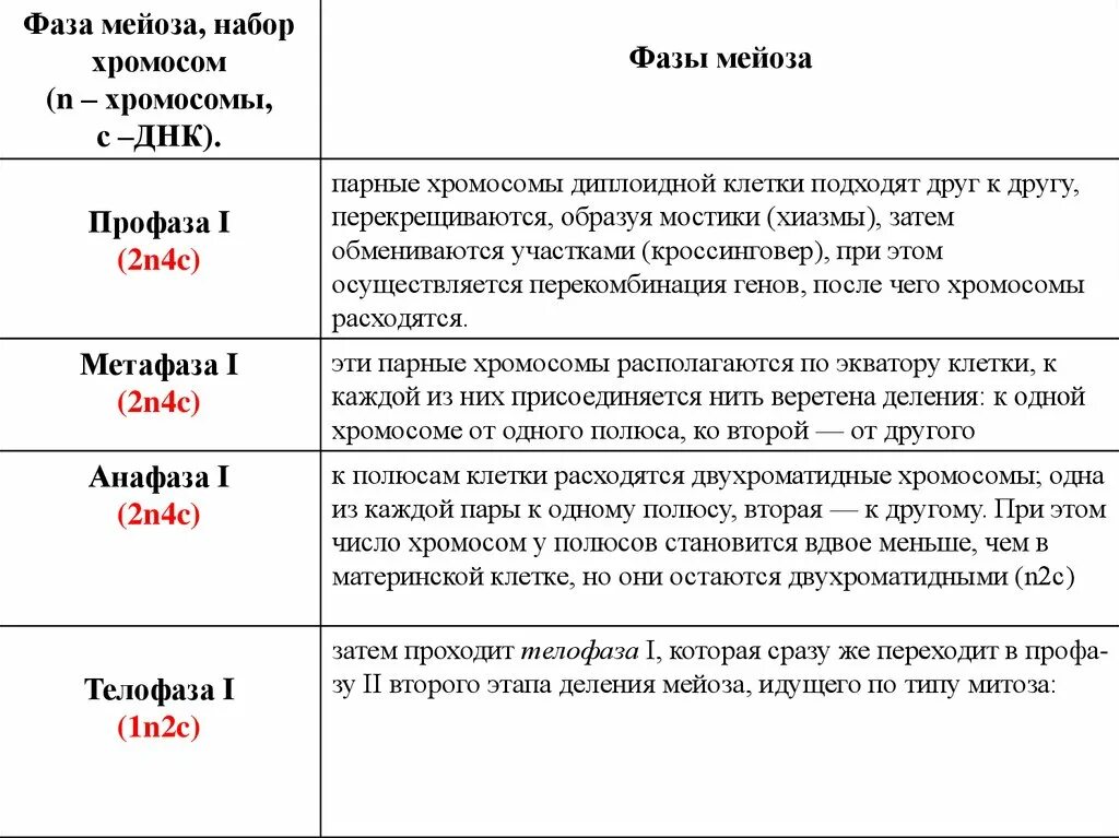 Мейоз фазы таблица набор хромосом. Хромосомный набор в фазах мейоза. Мейоз фазы и процессы таблица. Мейоз 1 фазы и набор хромосом.