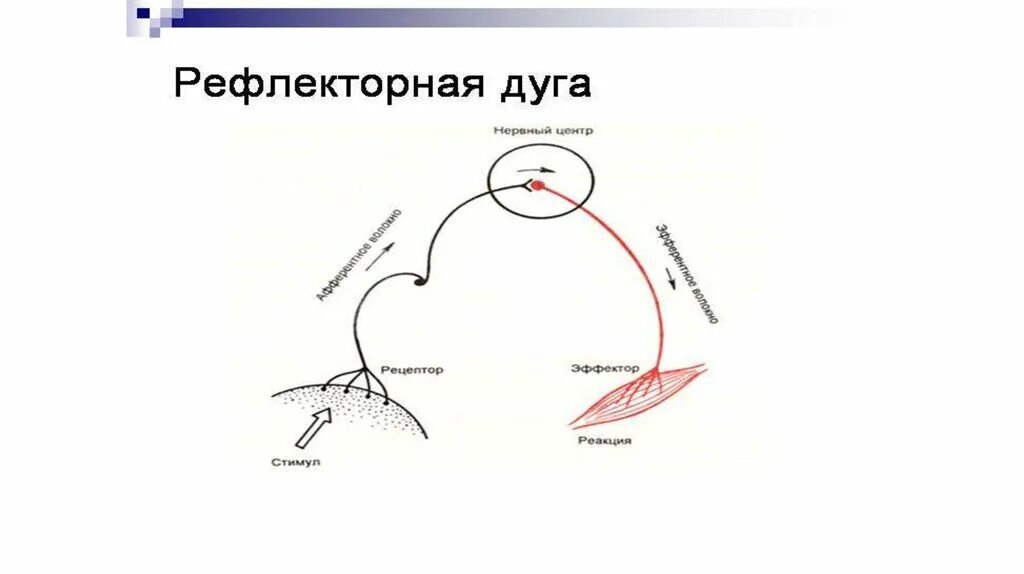 Рефлекторная дуга чихания схема. Рефлекторная дуга и рефлекторное кольцо. Схема рефлекторной дуги и рефлекторного кольца. Структура рефлекторной дуги и рефлекторного кольца схема.