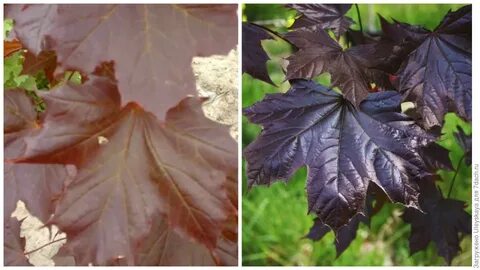 Leaves king