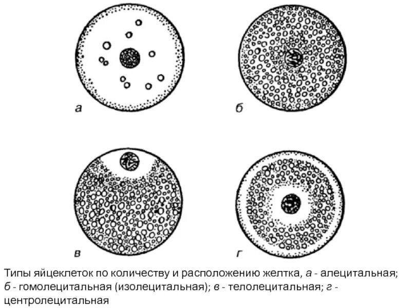 Размер яйцеклетки рыбы. Яйцеклетка ланцетника изолецитальная. Яйцеклетка человека олиголецитальная. Типы яйцеклеток гистология. Тип дробления центролецитальных яйцеклеток.