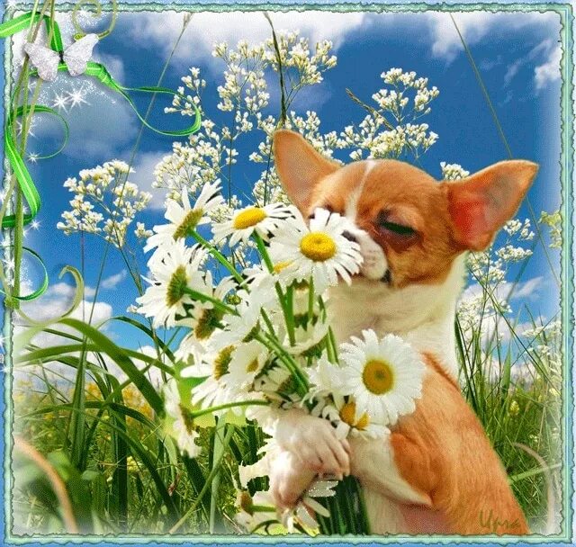 Привет друзьям картинки красивые, прикольные и смешные Dogs, Animals