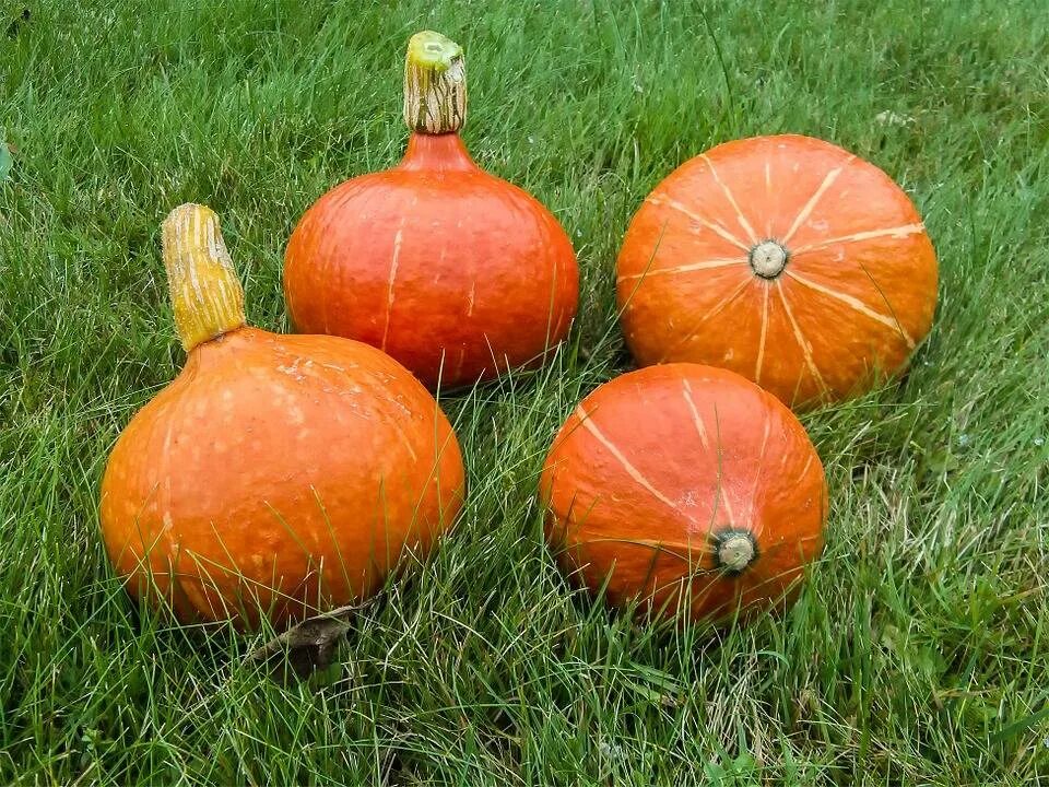 Тыква оранж саммер f1. Тыква хоккайдо семена. Тыква сорт ишики кури хоккайдо. Тыква кури хоккайдо. Тыква ишики.