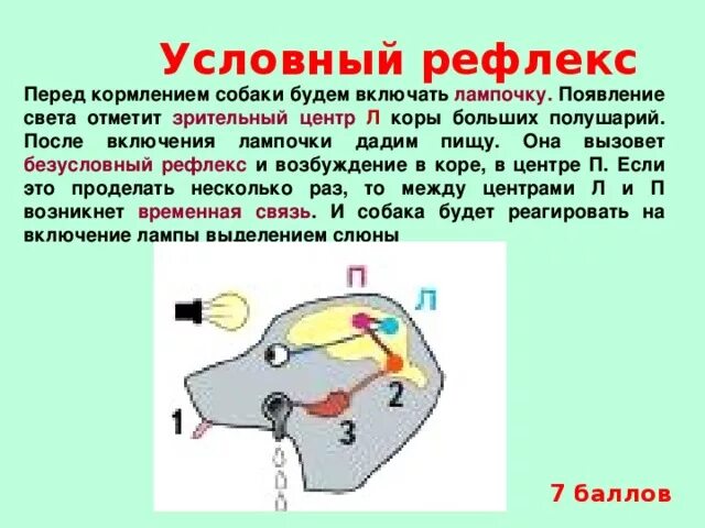 Условный рефлекс. Выработка условных Рефлексо. Выработка условных реф. Схема условного рефлекса у человека.