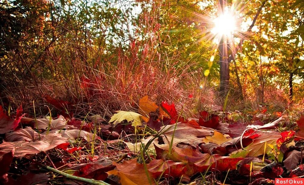 Осеннее утро картинки красивые. Прекрасный осени мотив. Красивая теплая осень. Осеннее утро октября. Красивое утро осень.