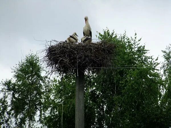 Аисты свили гнездо на крыше дома. Аисты свили гнездо на крыше дома