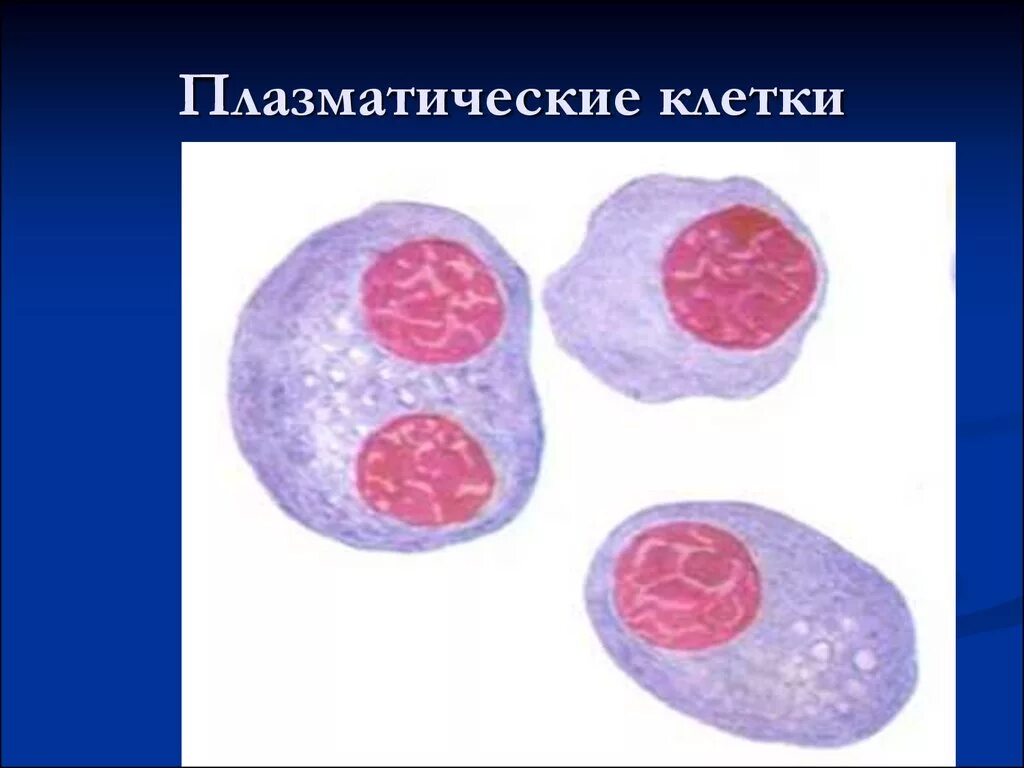 1 плазматическая клетка. Плазматические клетки под микроскопом. Плазматические клетки гистология функции. Плазматические клетки плазмоциты. Лимфоциты эозинофилы плазматические клетки.