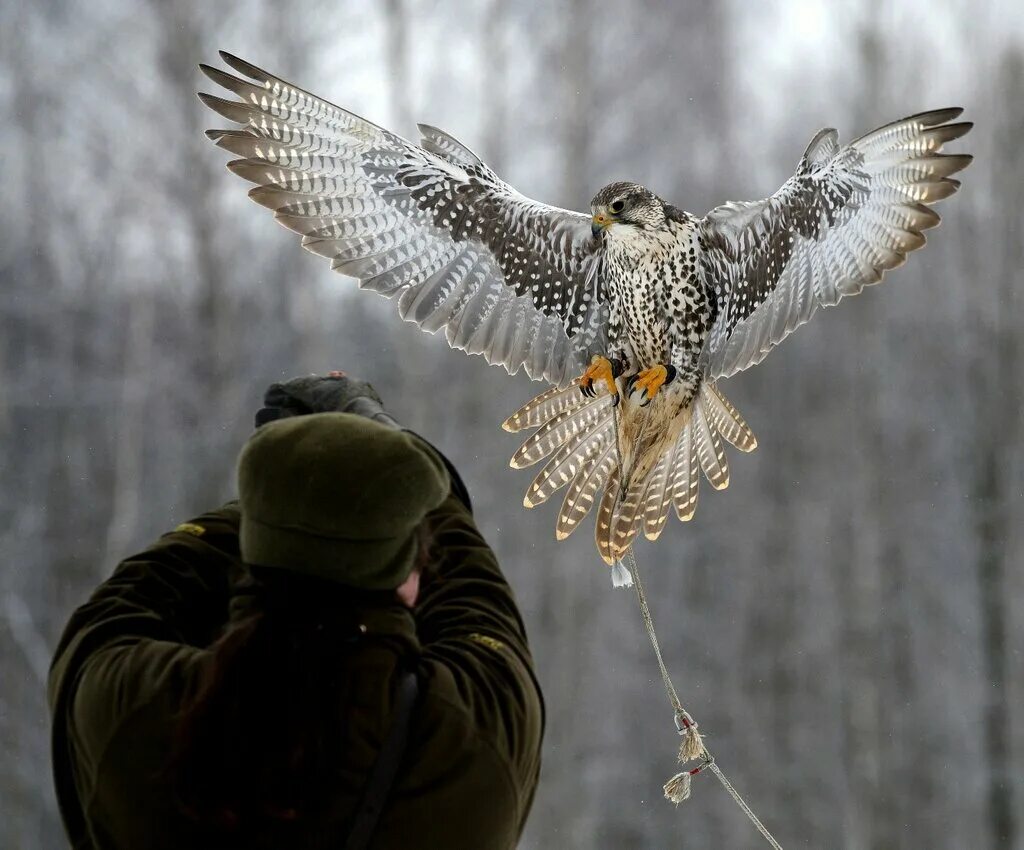 охота беркута на волка. беркут нападает на волка. птица соколиная охота. сокол сапсан на охоте. охота с помощью птиц.