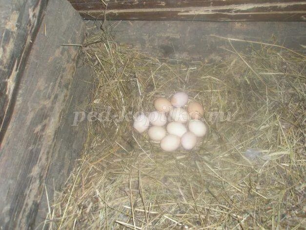 Можно ли курам подкладывать яйца. Наседки для кур. Наседка курица высиживает яйца. Наседка на яйцах. Подкладывают яйца под кур наседок.