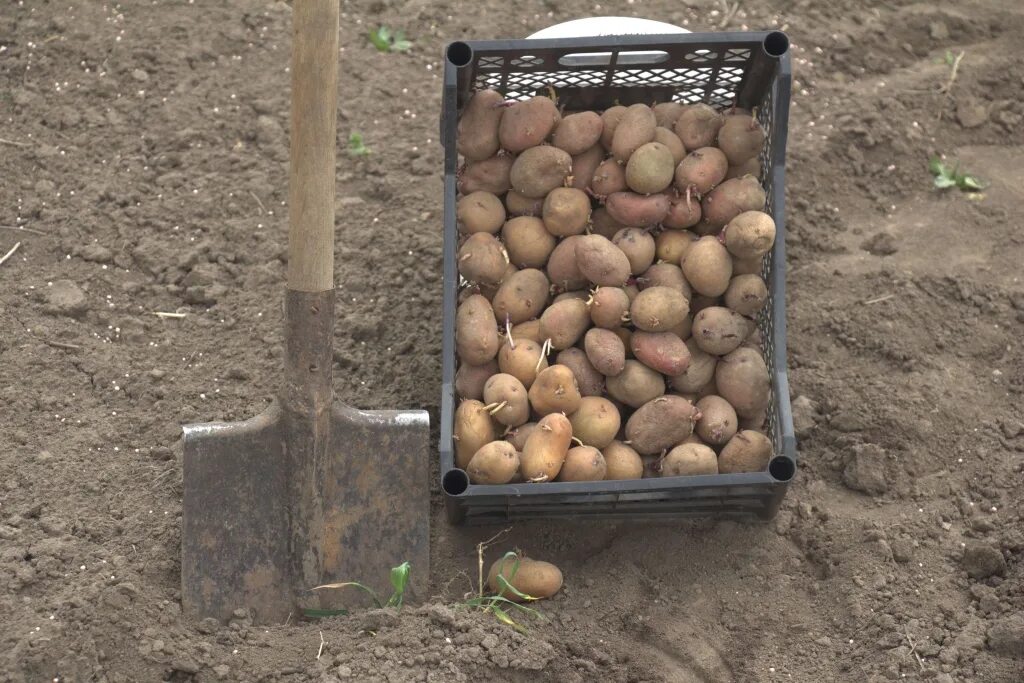 Сотка земли сколько картошки. Посадка картошки. Картофель в огороде. Картошка на даче. Посадка картофеля на даче.