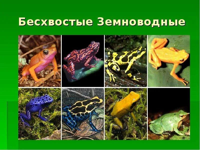 Древесные земноводные представители. Квакши бесхвостые земноводные. Североамериканская древесная лягушка. Лягушка древолаз в природе. Сообщение про бесхвостых земноводных.