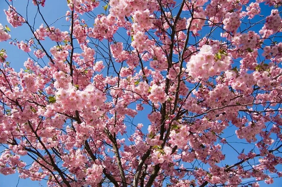 Вишня мелкопильчатая. Сакура мелкопильчатая. Мелкопильчатая вишня весной. Сакура дерево символ Японии.
