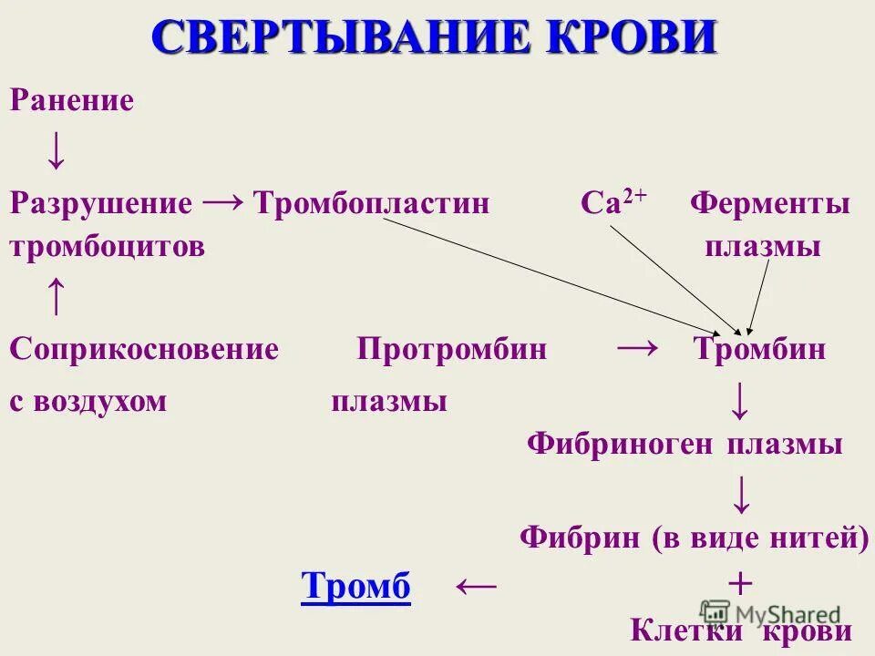 Начало свертывания крови