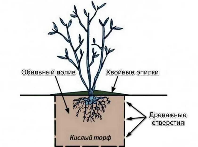 Посадка голубики схема посадки. Голубика схема посадки голубики. Схема посадки голубики садовой. Голубика схема посадки кустов.