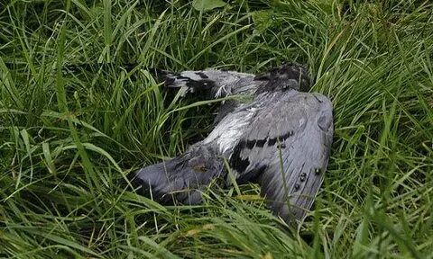 Поймать ворону во сне