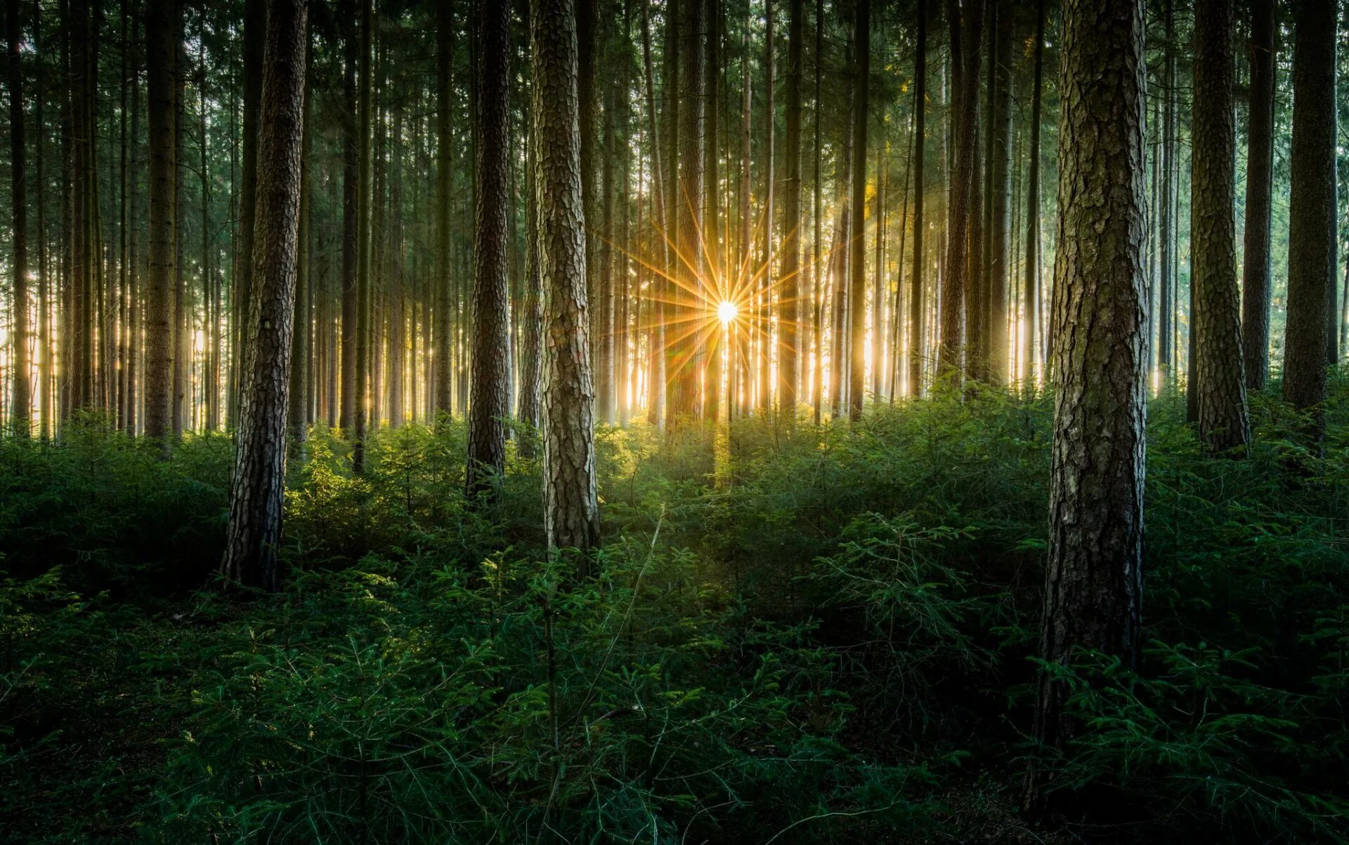 Свет в лесу. "Солнце в лесу". Лучи солнца в лесу. Лес вечером. Лес солнце и звезды