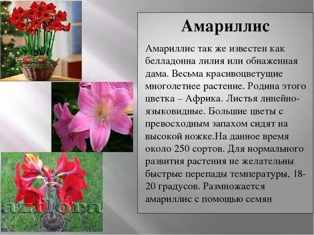 Амариллис, гиппеаструм: статьи про уход