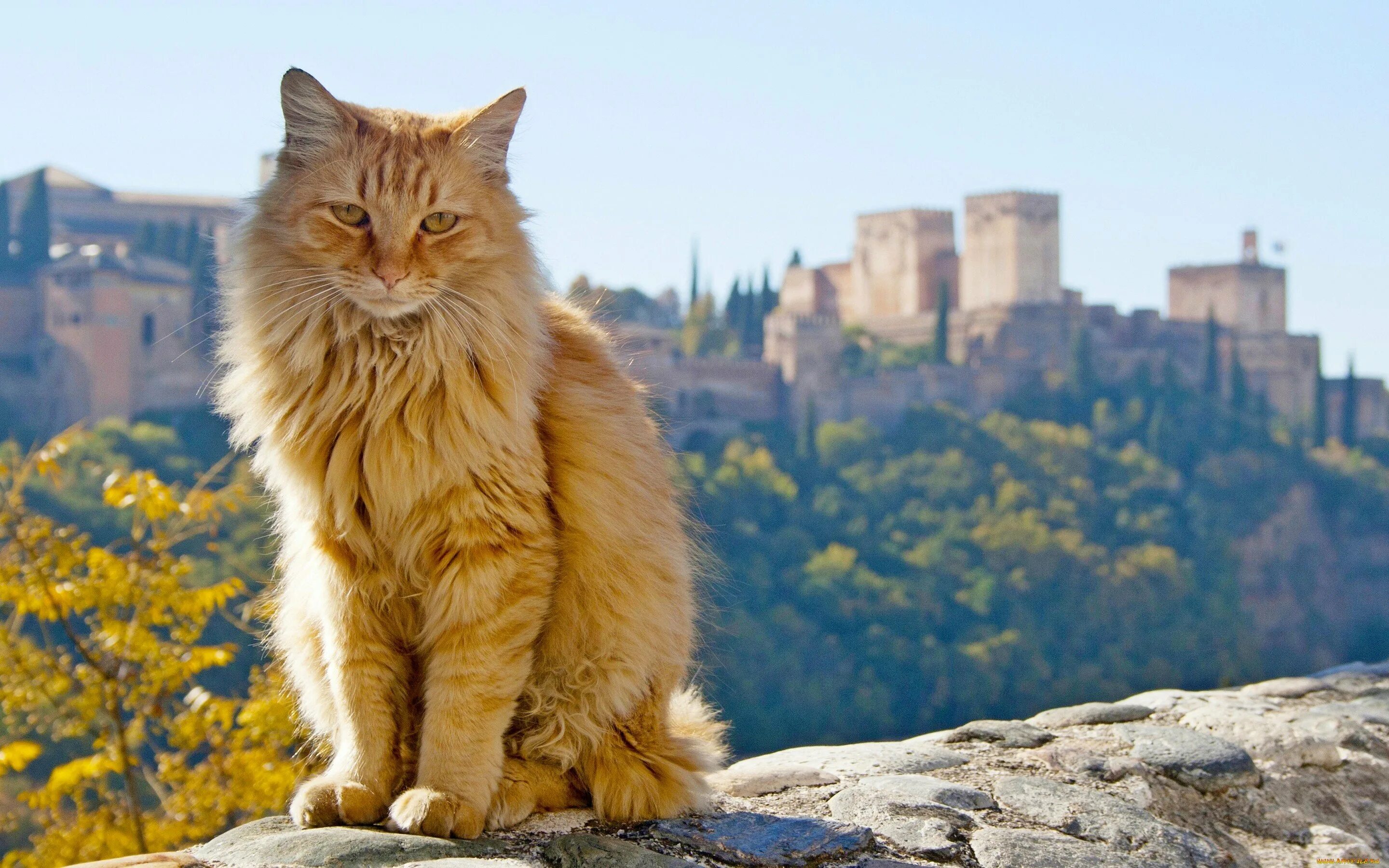 Фон рыжий кот. Granada испания кот. рыжий кот. красивый рыжий кот. рыжая кошка.
