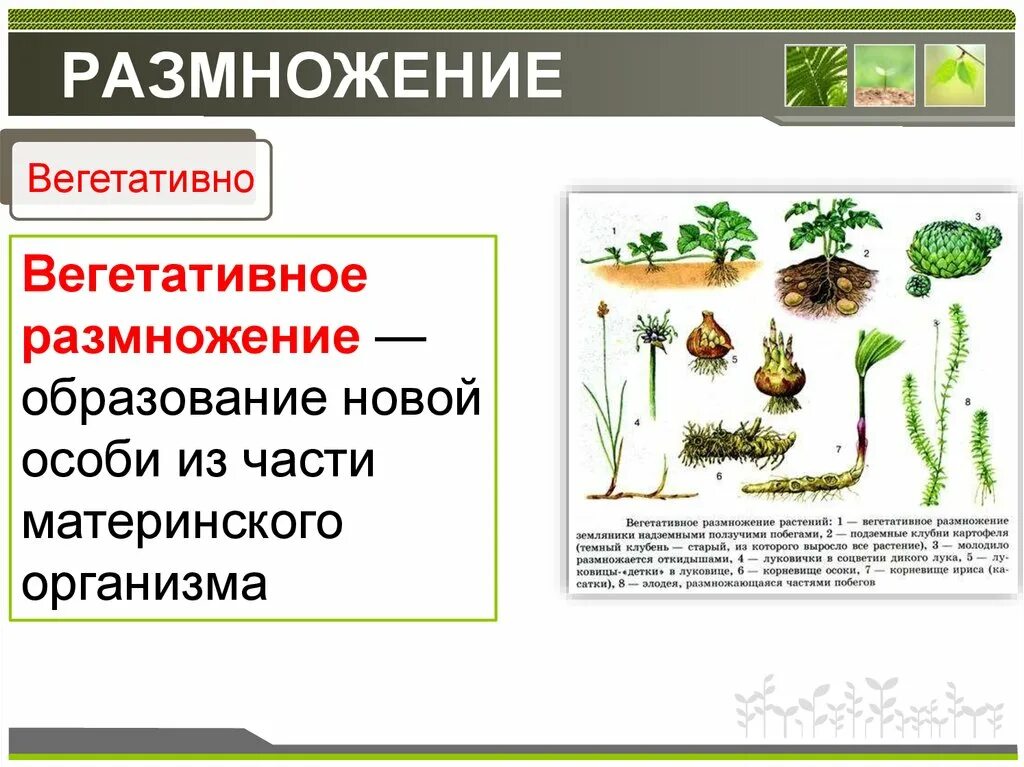 К вегетативному размножению относится
