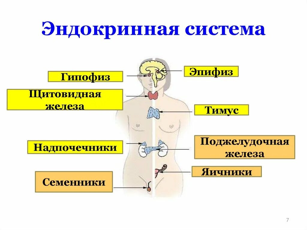 Схема строения эндокринной системы. Железы внутренней секреции анатомия. Гуморальная система человека анатомия. Эндокринная система железы внутренней секреции. Заболевания эндокринных органов