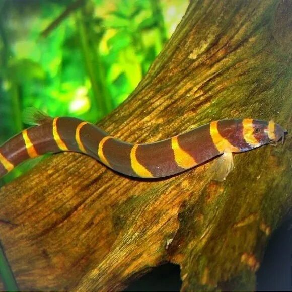 Kuhli Loach ป ล า ป ล อ ง อ อ ย ค ล ห ร อ ป ล า ง ค ล Fresh water fish tank, 10