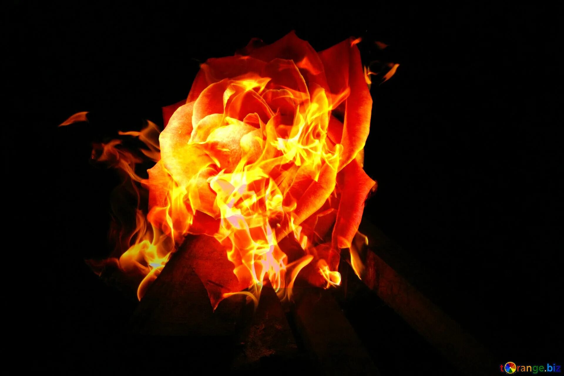 Пылающий цвет. Огненный цвет. Пылающий цвет. Пылающий цвет. Огненный цветок.