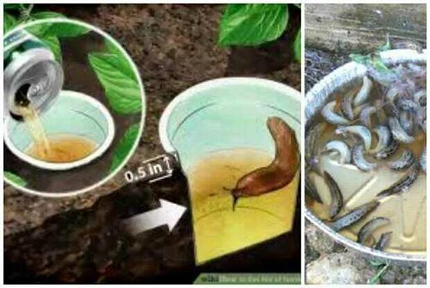 Слизни борьба со слизнями. Средство от слизней в огороде. Хищник от слизней и улиток. Пивная ловушка от слизней. Как избавиться от слизней на участке.