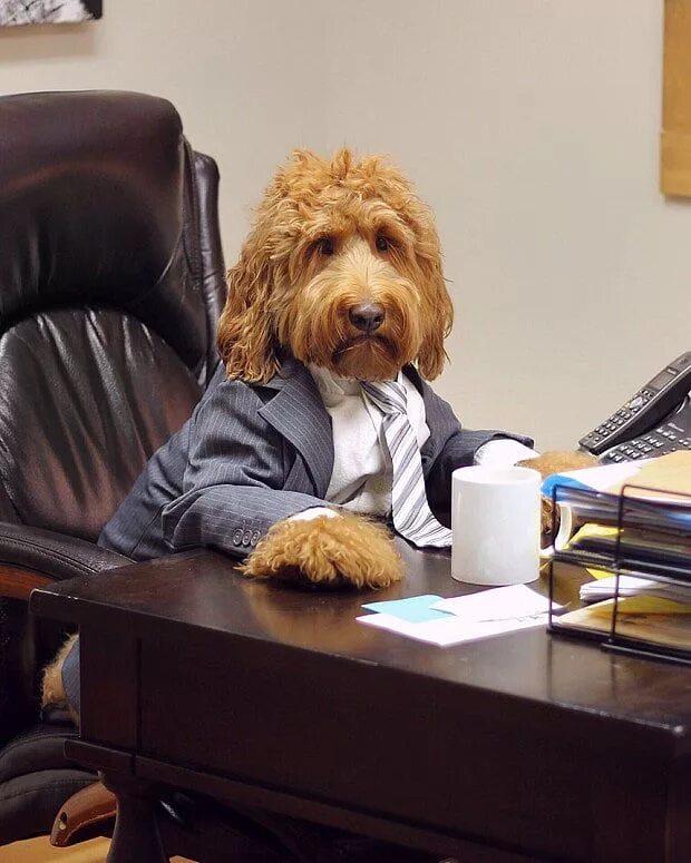 Собака босс. Мопс адский босс мопс. Пес босс собака. Животные бизнесмены. Деловой пес.