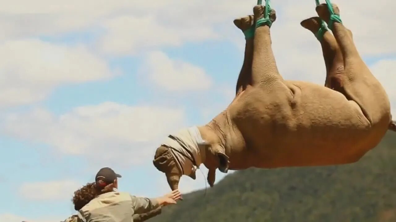 Лучшее видео живых. Animal Planet прекращает вещание.