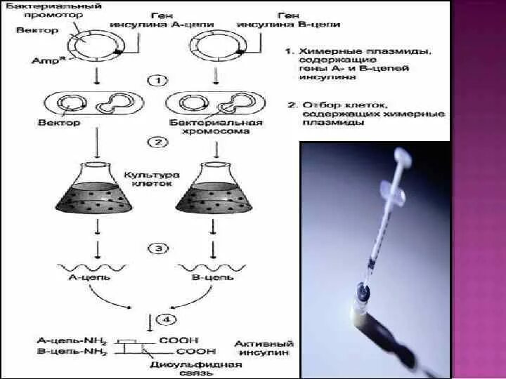 Этапы получения рекомбинантного инсулина. Схема получения рекомбинантного инсулина. Современная схема получения рекомбинантного инсулина включает. Рекомбинантный человеческий инсулин. Рекомбинантная ДНК инсулин.