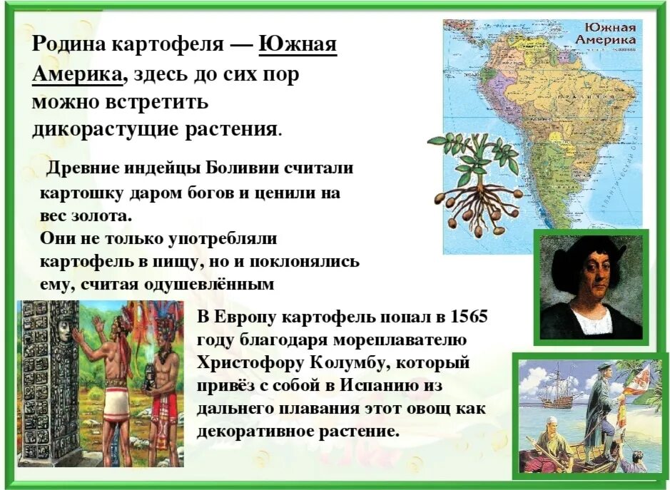 Схема происхождения культурных растений. Центр происхождения картошки. Что привез колумб из америки. Растения переселенцы. Учебник географии 5-6 класс планета земля.