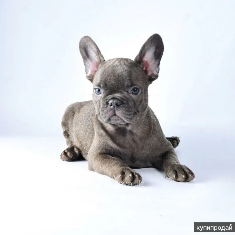 Карликовый французский бульдог. Французские бульдоги москва и область. Французский бульдог палевый. Баффи французский бульдог. Французский бульдог ркф.
