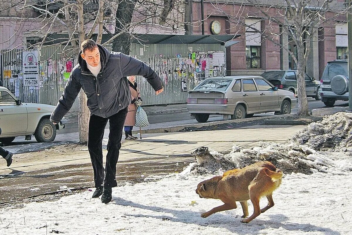 Собака бросается на людей. Нападение бродячих собак. бездомные животные нападают на людей. бездомные собаки. бродячие собаки.