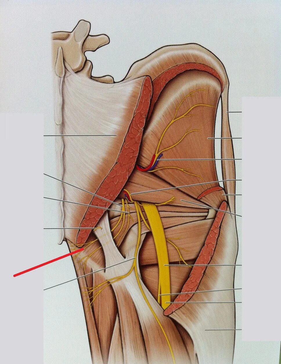 Невропатия полового. Запирательный нерв иннервирует. Срамной нерв анатомия. Запирательный нерв анатомия. Запирательный нерв анатомия топография.