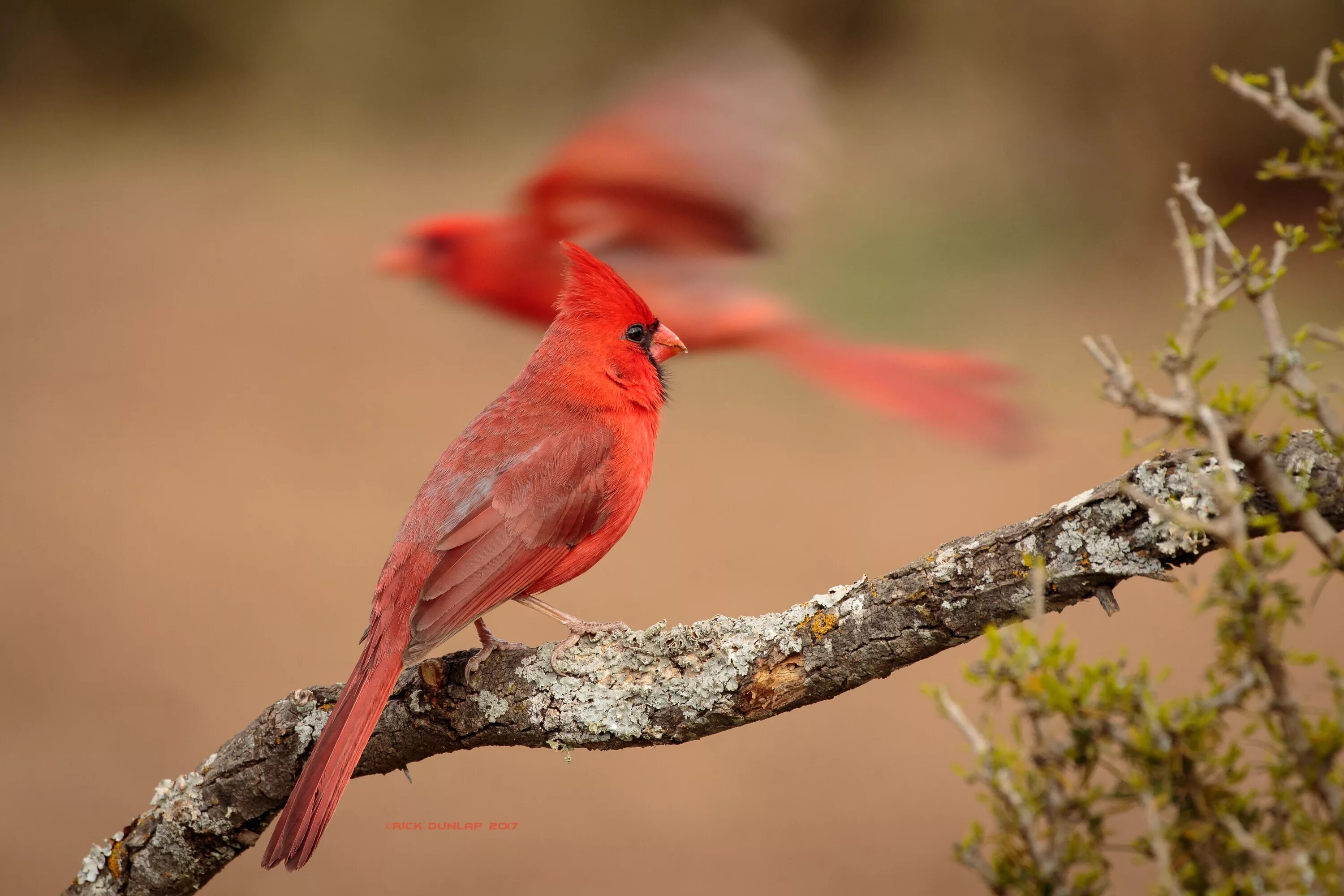 Красные птицы фото