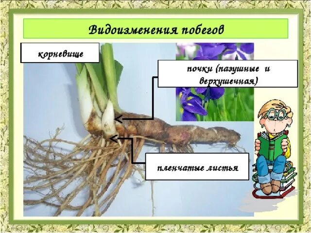 Видоизмененный генеративный побег. Строение видоизмененных побегов корневище. Корневище это видоизмененный побег. Видоизменение побегов корневище. Верхушечные и пазушные почки у корневища.