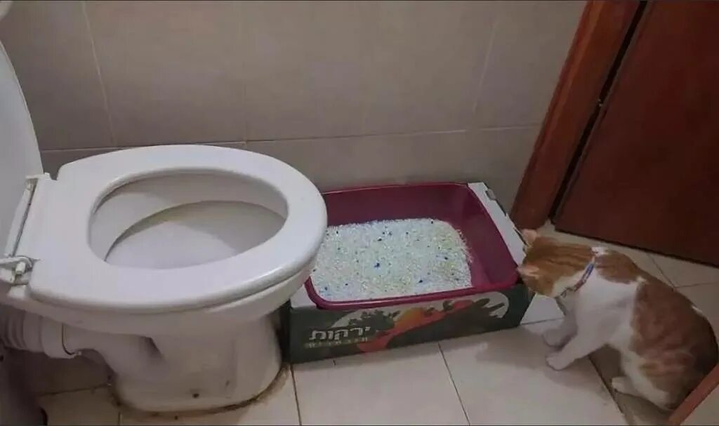 Кот на унитазе. Туалет для кошек. Приучение кота к унитазу. Лоток для кота на унитаз.