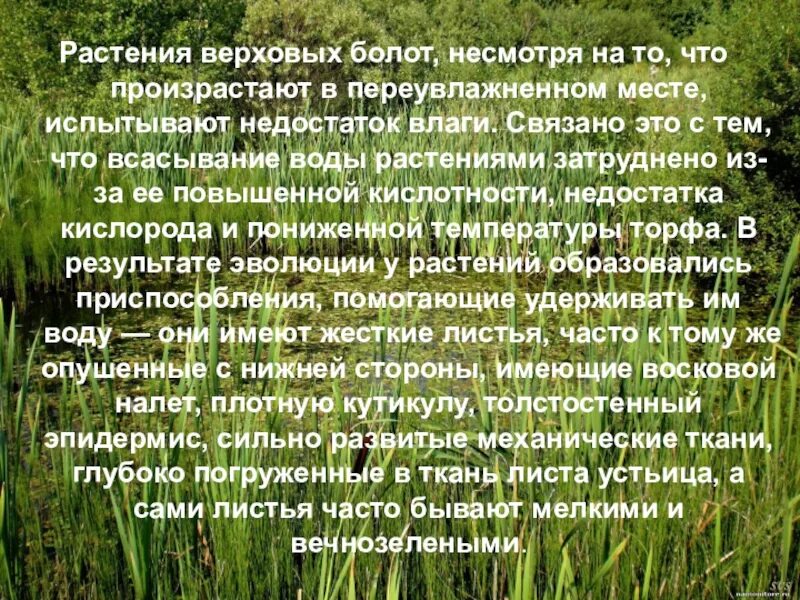Почему культурные растения плохо растут на заболоченных. Приспособления болотных растений. приспособления растений в болоте. обитатели верховых болот. растения заболоченных мест.