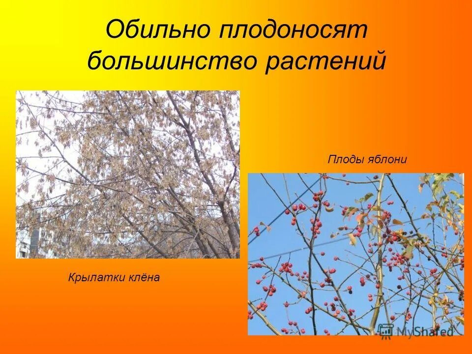 растения осенью презентация