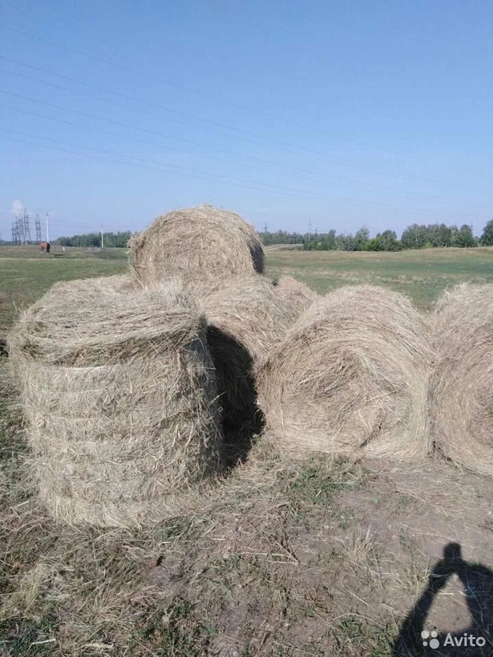 Курган сено. Авито курган сено. Сено тюкованное / 1 тюк = 20 кг. Сено в рулонах 350кг. Солома в рулонах.