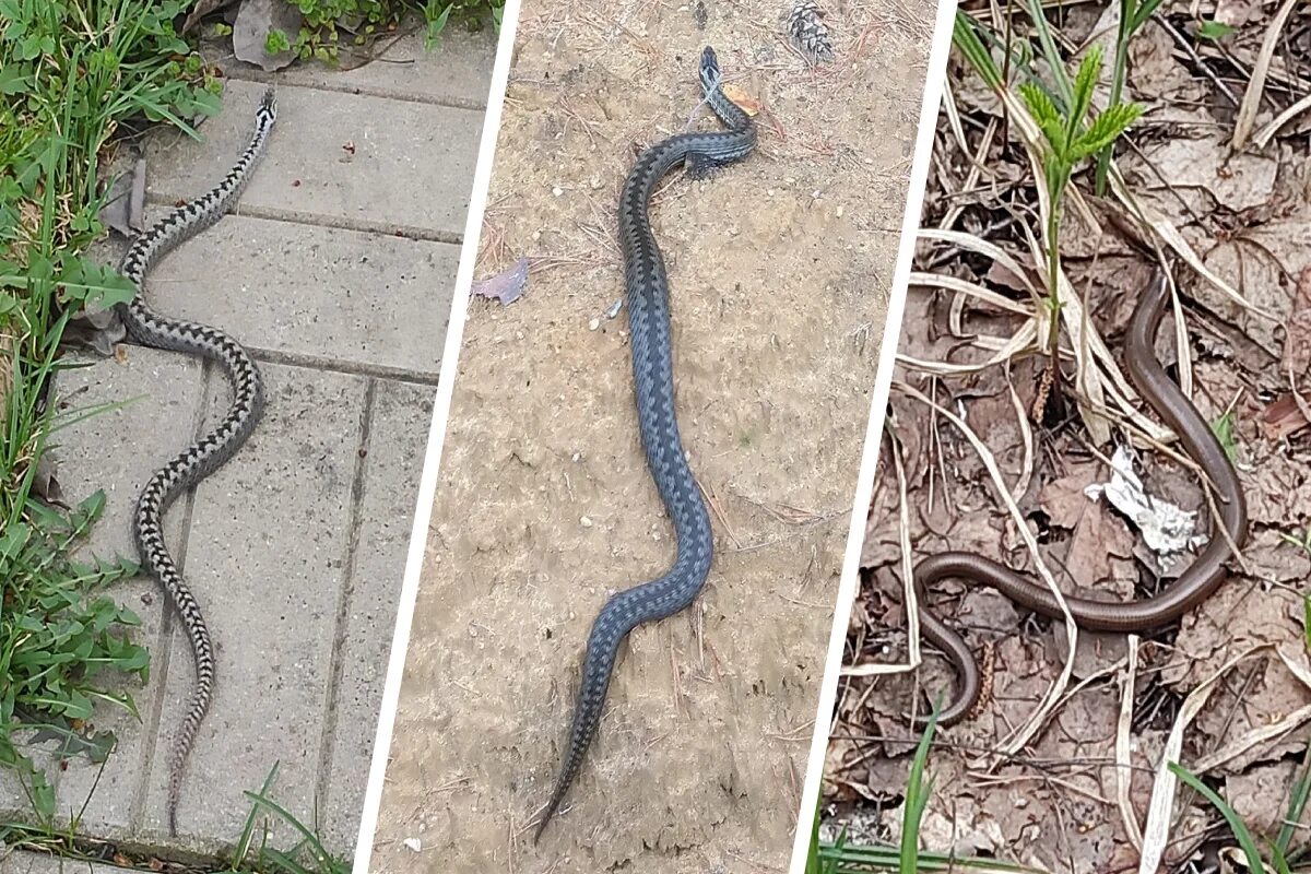 гадюка ядовитая. змея лесная. где в москве змеи. где в москве змеи. самые опасные районы москвы.