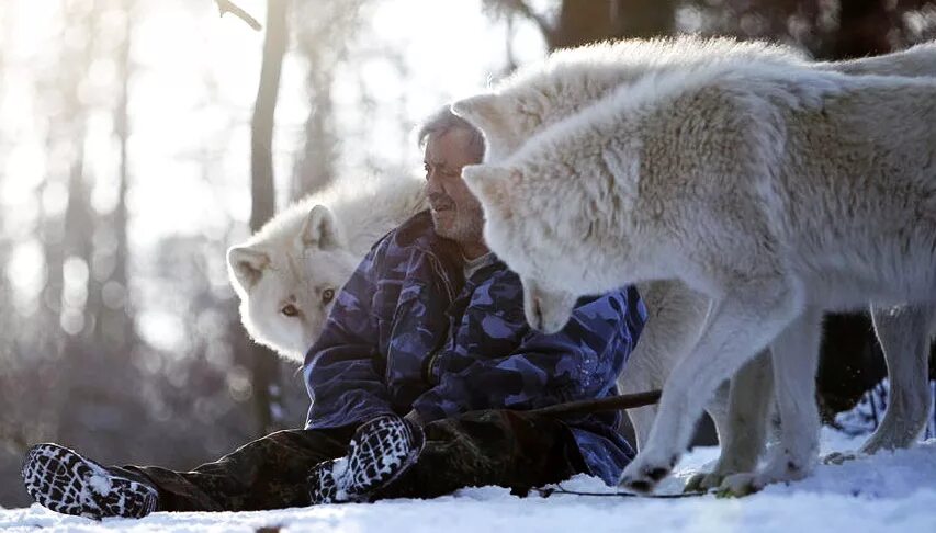 Кошки лекари. Человек лиса. Дружба людей и животных. Люди с повадками животных. Волк доставка лекарства фильм спас стаю.