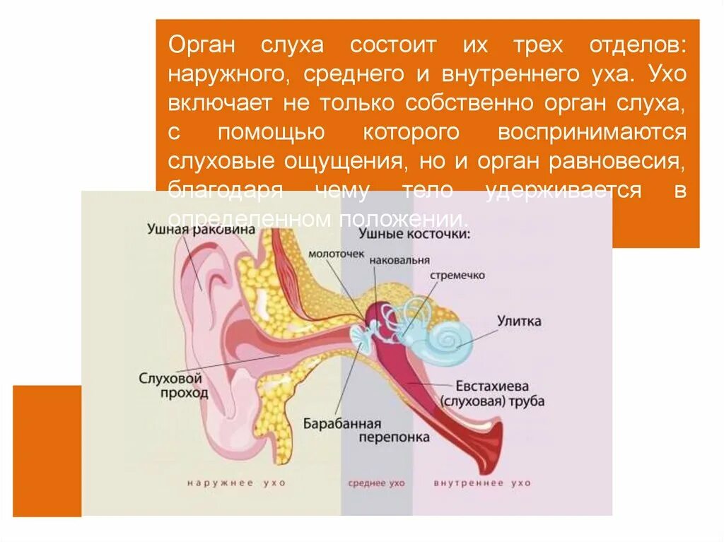 Строение внутреннего уха орган слуха. Орган слуха состоит из внутреннего и среднего уха. Орган слуха состоит из наружного среднего и внутреннего уха. Орган равновесия внутреннего уха.