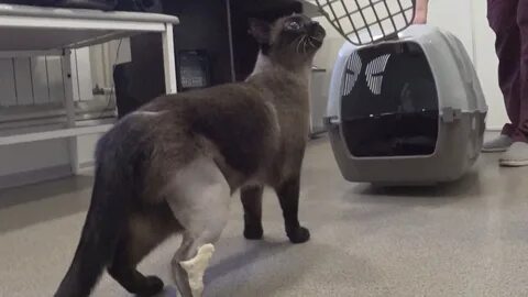 Вывих у кота
