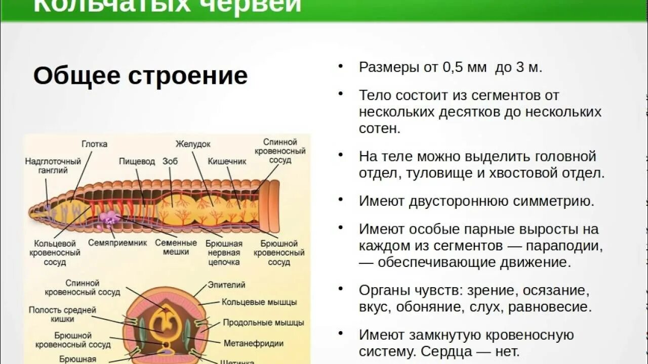 Замечательная особенность этого червя состоит. Структура кольчатых червей. Общее строение кольчатых червей. Тип кольчатые черви строение 7 класс биология. Нервная система малощетинковых червей таблица.